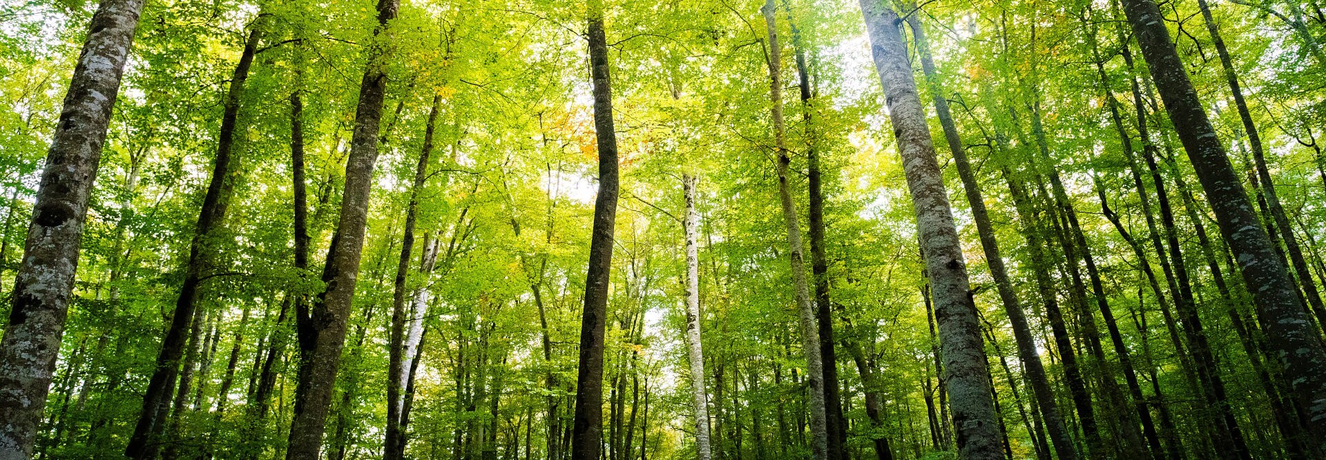Forest of tall green trees with sunshine peeping through